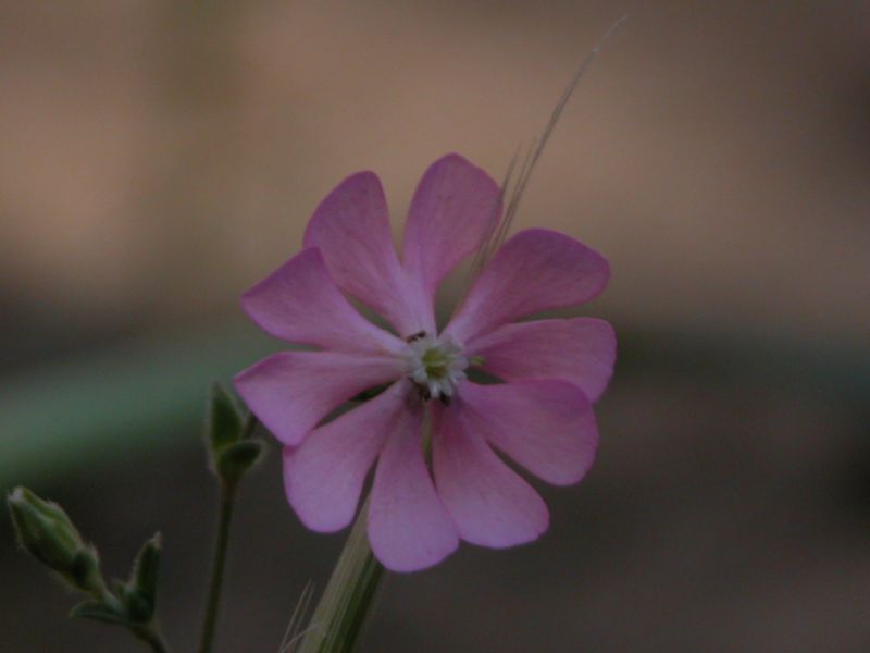 Silene canescens / Silene canescente